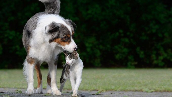 cat and dog getting along