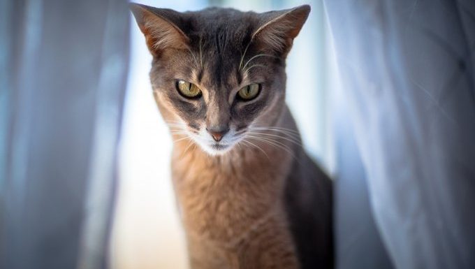 abyssinian cat