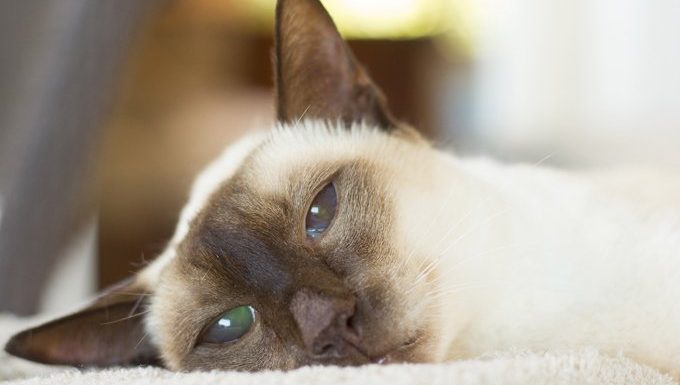 siamese cat