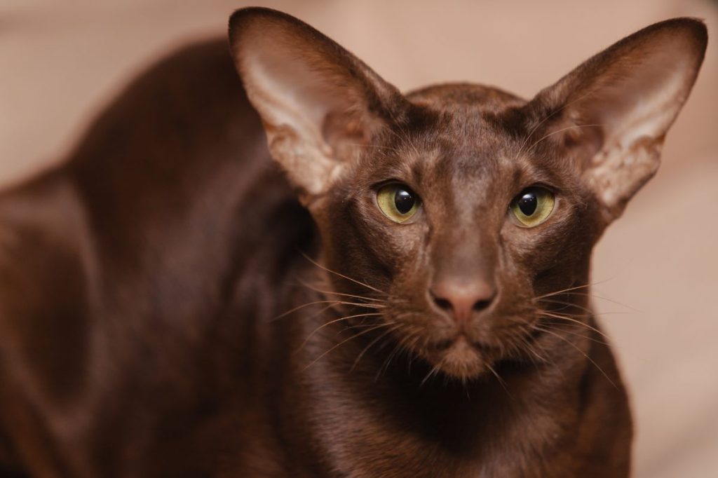 A Havana Brown cat staring into the lens.