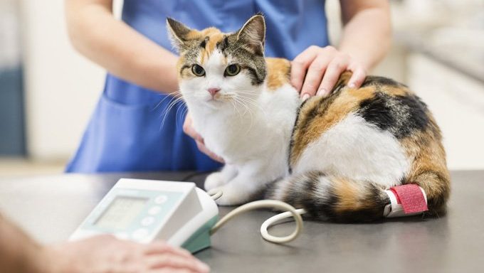 cat at the vet