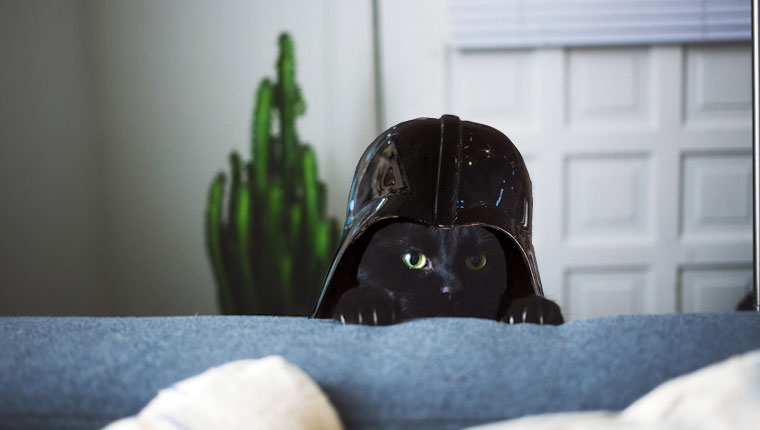 cat with darth vader helmet