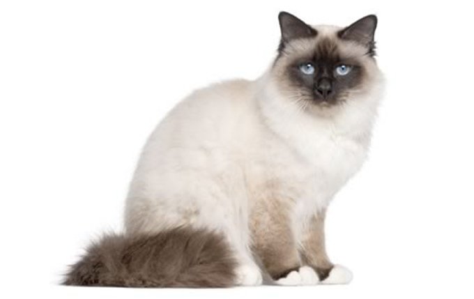 15-birman-cat-breed