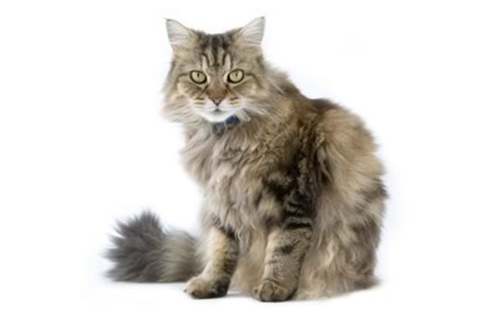 2-ragamuffin-cat