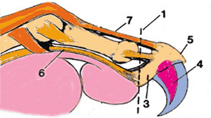 See the dotted vertical line? The area to the right of that line is severed when a cat is declawed.