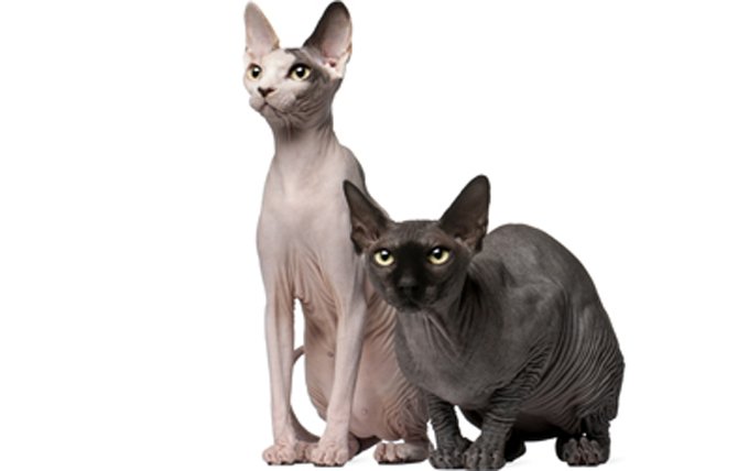 sphynx-cat-breed-profile