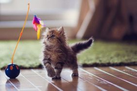 Kitten playing with feather toy