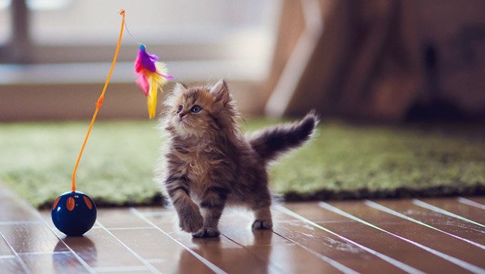 Kitten playing with feather toy