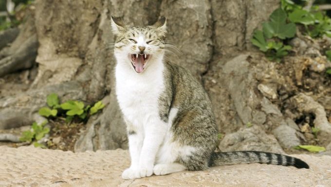 cat showing teeth