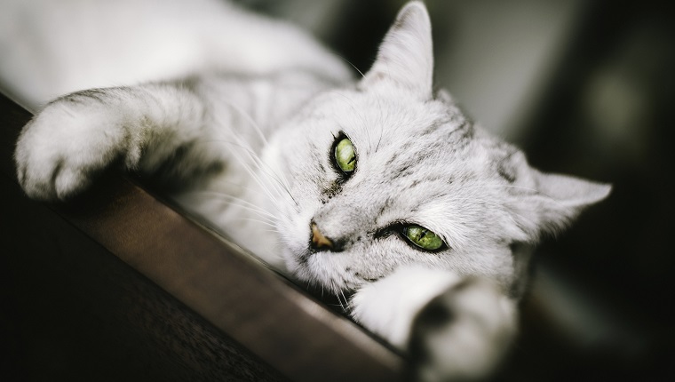 Beautiful 11 year old adult cat resting on table