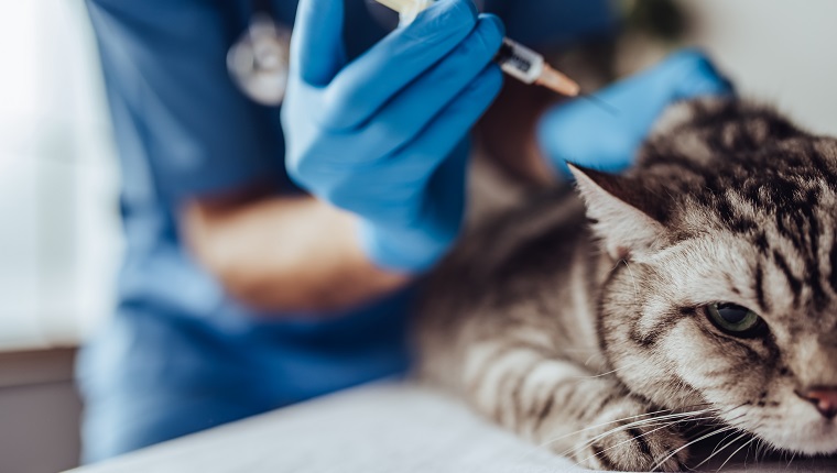 Cropped image of doctor veterinarian is examining cute grey cat at vet clinic. Preparing to make an injection.