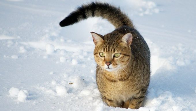 cat in snow