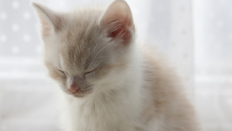 Tired Kitten Sitting