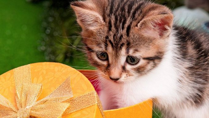 kitten playing with christmas gift box