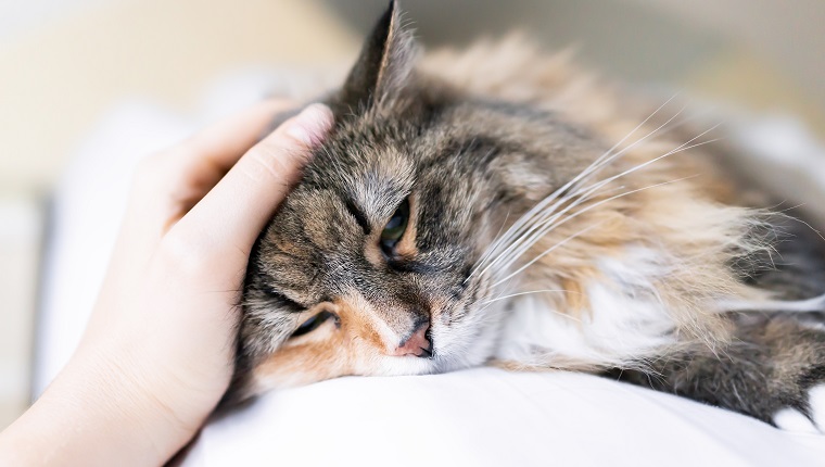 Closeup portrait of one sad calico maine coon cat face lying on bed in bedroom room, looking down, bored, depression, woman hand petting head