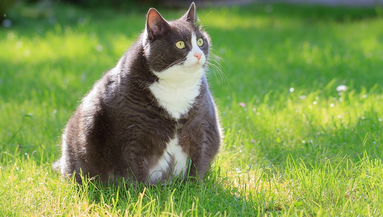 Slight obese, or fat, pussy cat outside in the sunny garden with fresh green grass in spring in the Netherlands