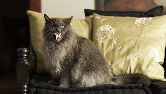 Cat sitting on armchair, meowing