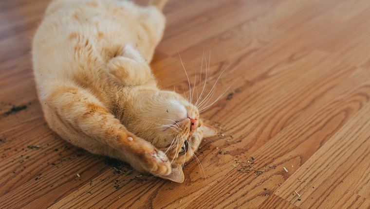 Cat enjoying a catnip