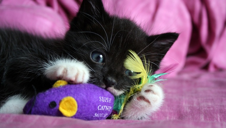 2 months old kitten just got his new mouse toy.