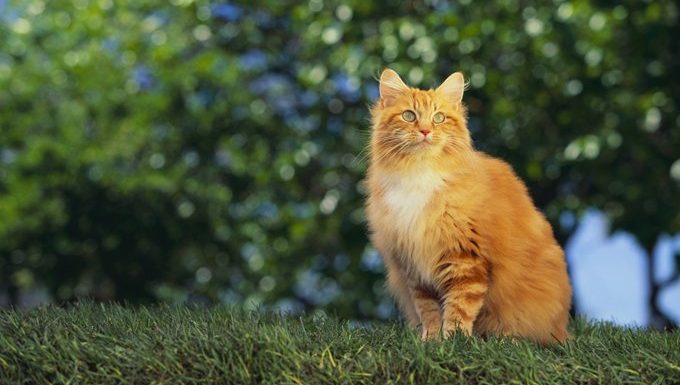 orange-cat