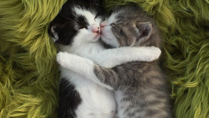 kittens snuggling