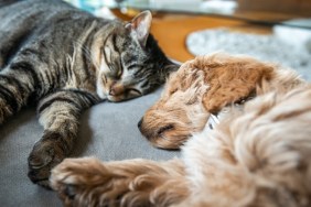 New cute 8 week old caramel colored puppy is sleeping on the couch with the house cat. They are holding hands or paws.