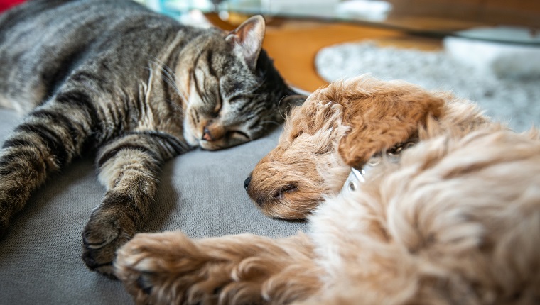 New cute 8 week old caramel colored puppy is sleeping on the couch with the house cat. They are holding hands or paws.