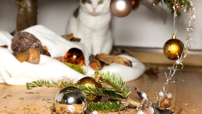 cat standing by broken ornaments