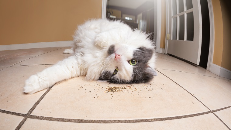 A funny fisheye image of a zoned out kitty rolling in loose catnip.