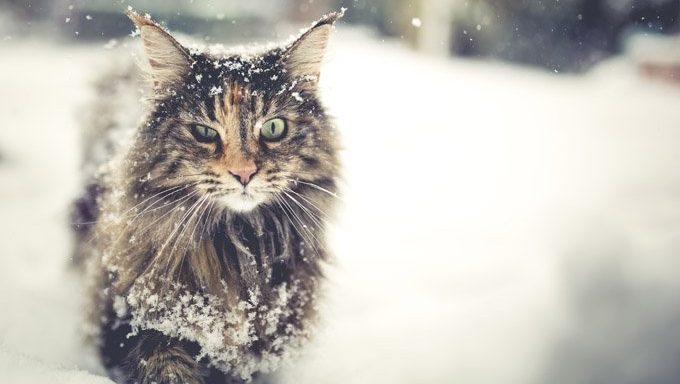 long haired cat in snow