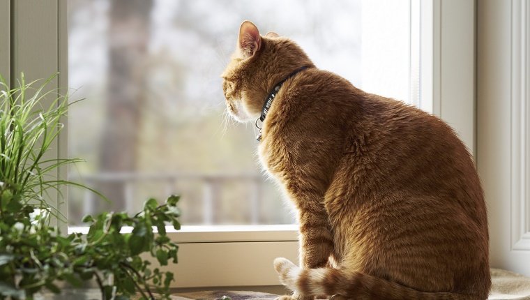 cat looking out window