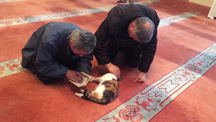 A cat lies on the floor in the mosque while two worshipers pet it and read next to it.