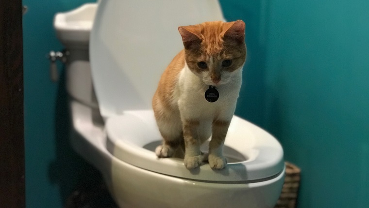 Cat Sitting On Toilet Bowl In Bathroom