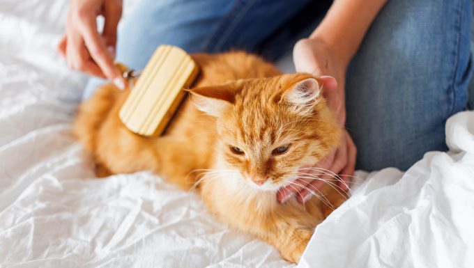 cat getting brushed