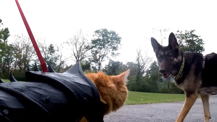 Bobo the cat approaches a German Shepherd in his battle armor.