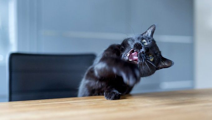 cat sits at table