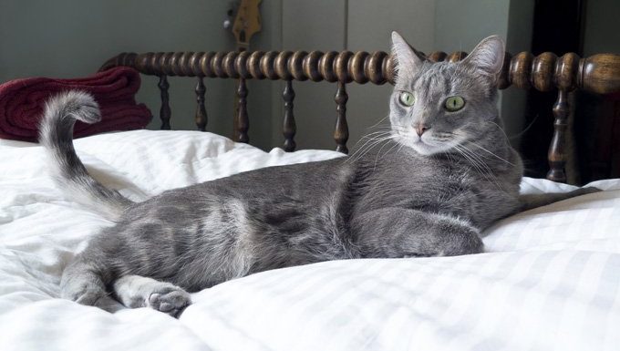 cat on bed with tail twitching