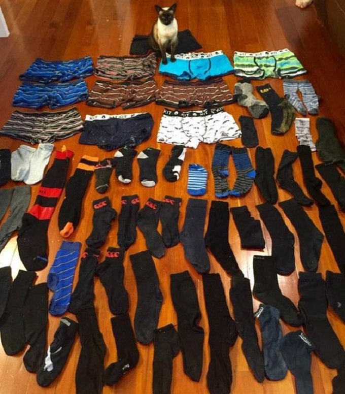 A Tonkinese cat sits behind an assortment of underwear and socks.