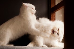 Two persian cats fighting