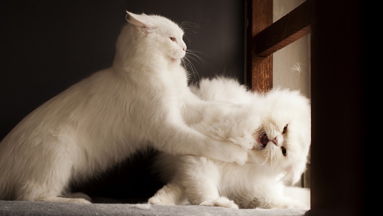 Two persian cats fighting