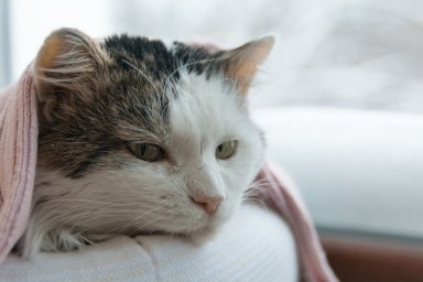 cat lies on the window in winter