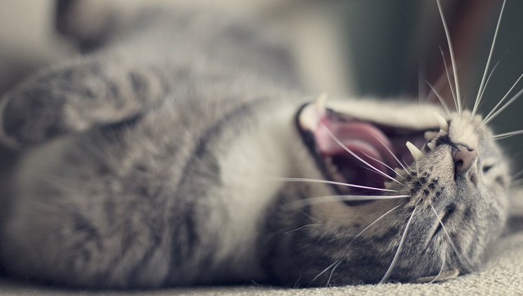 Grey cat waking from his nap to turn on his back and yawn.