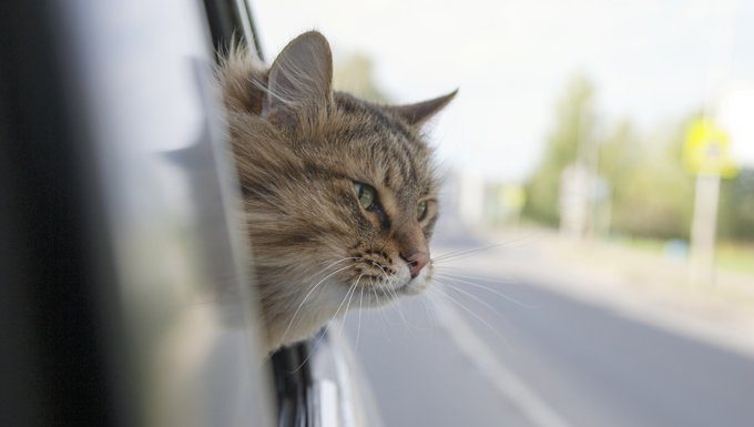 cat in car with head out the window