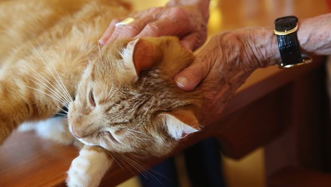 cat getting scratches behind the ear