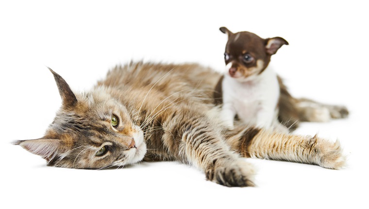 Maine coon cat and Chihuahua puppy, isolated. Little cute dog and cute adult tortoiseshell maine-coon cat on white background. Puppies and kittens shelter. Studio shoot for design or advertising.