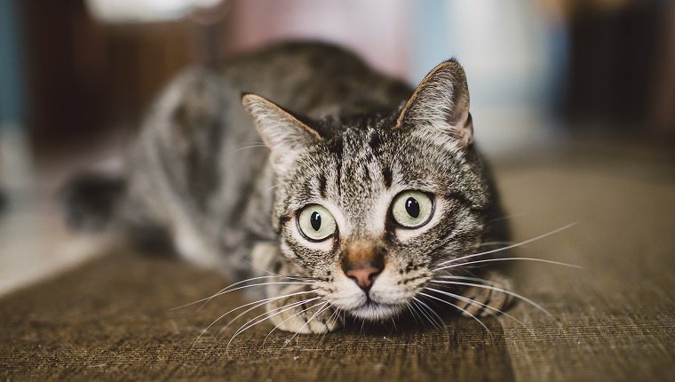 Portrait of staring cat crouching on carpet at home