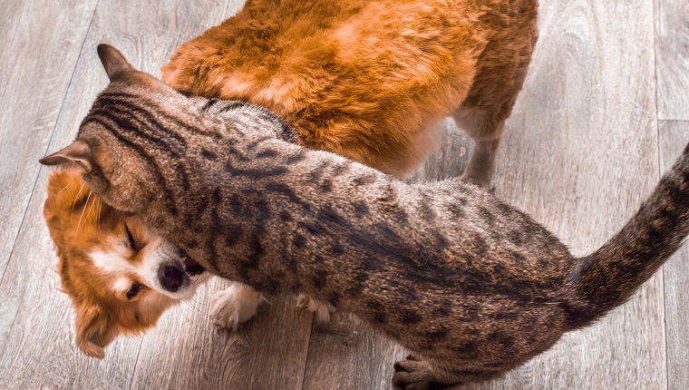 Closeup portrait of cat and dog fight.