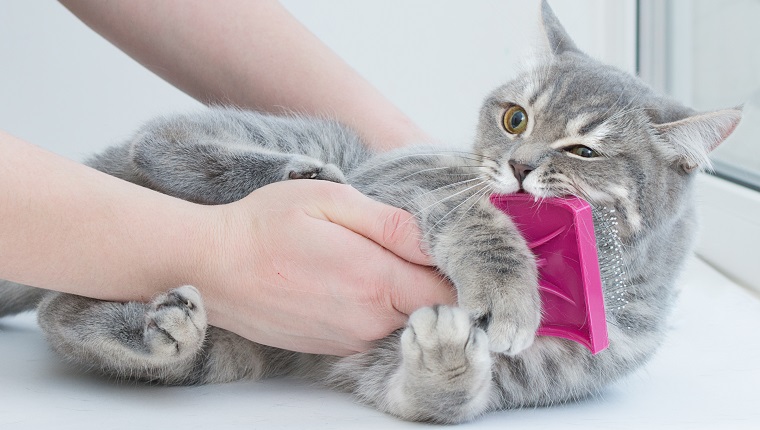 Hands scratch the cat with a special brush. The cat resists, gets angry, bites. Angry look. Close-up, horizontal photo