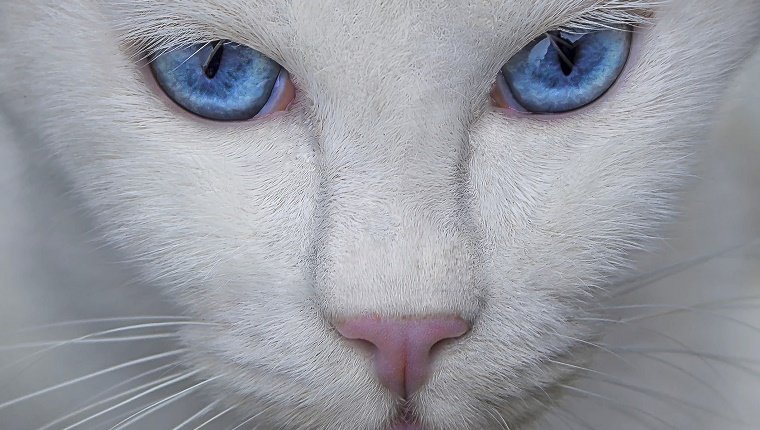 A white cat with blue eyes