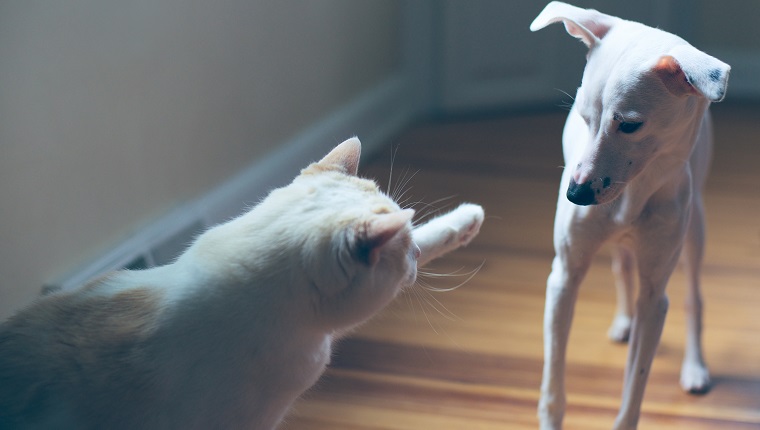 A white cat hitting or swatting a white Italian Greyhound puppy or dog.